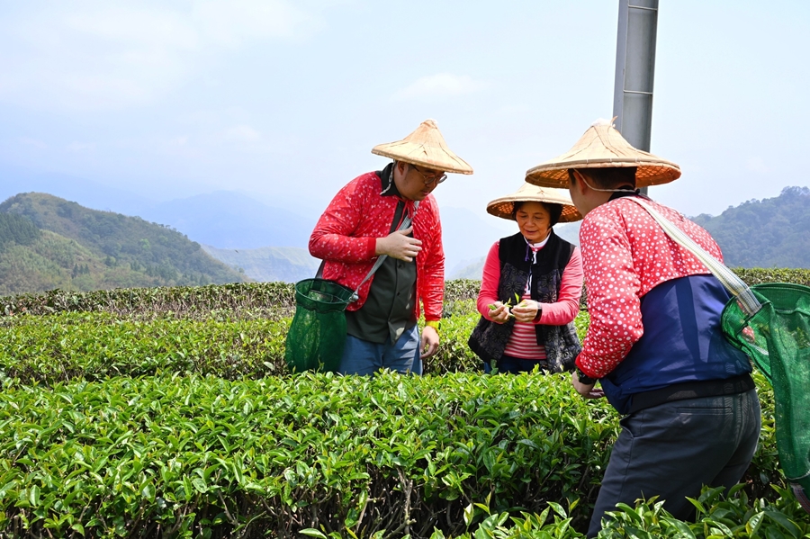 900生力農場會有達人教學採茶知識。