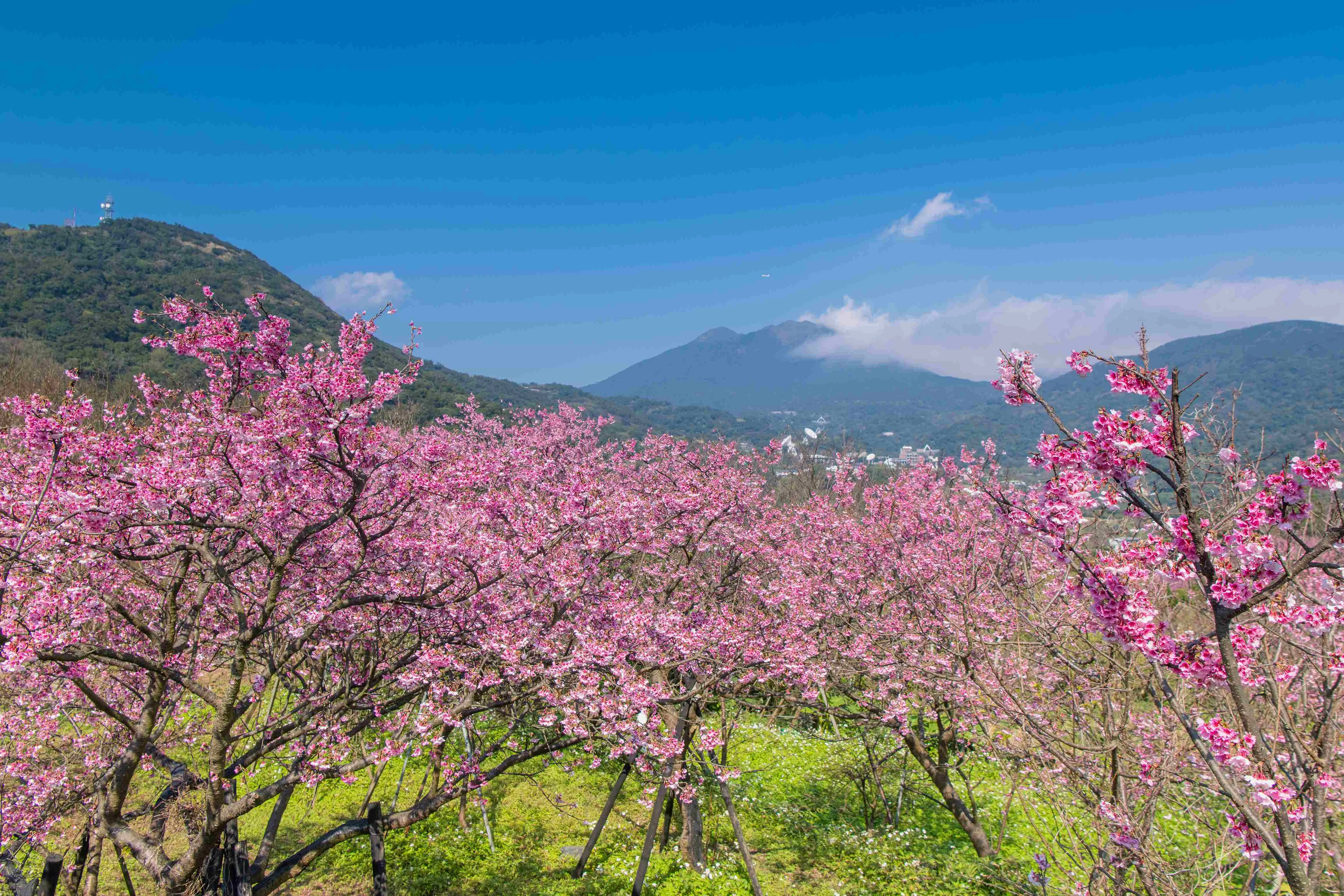 【賞花人士】櫻花林和諧了整片山林景色。 (1)