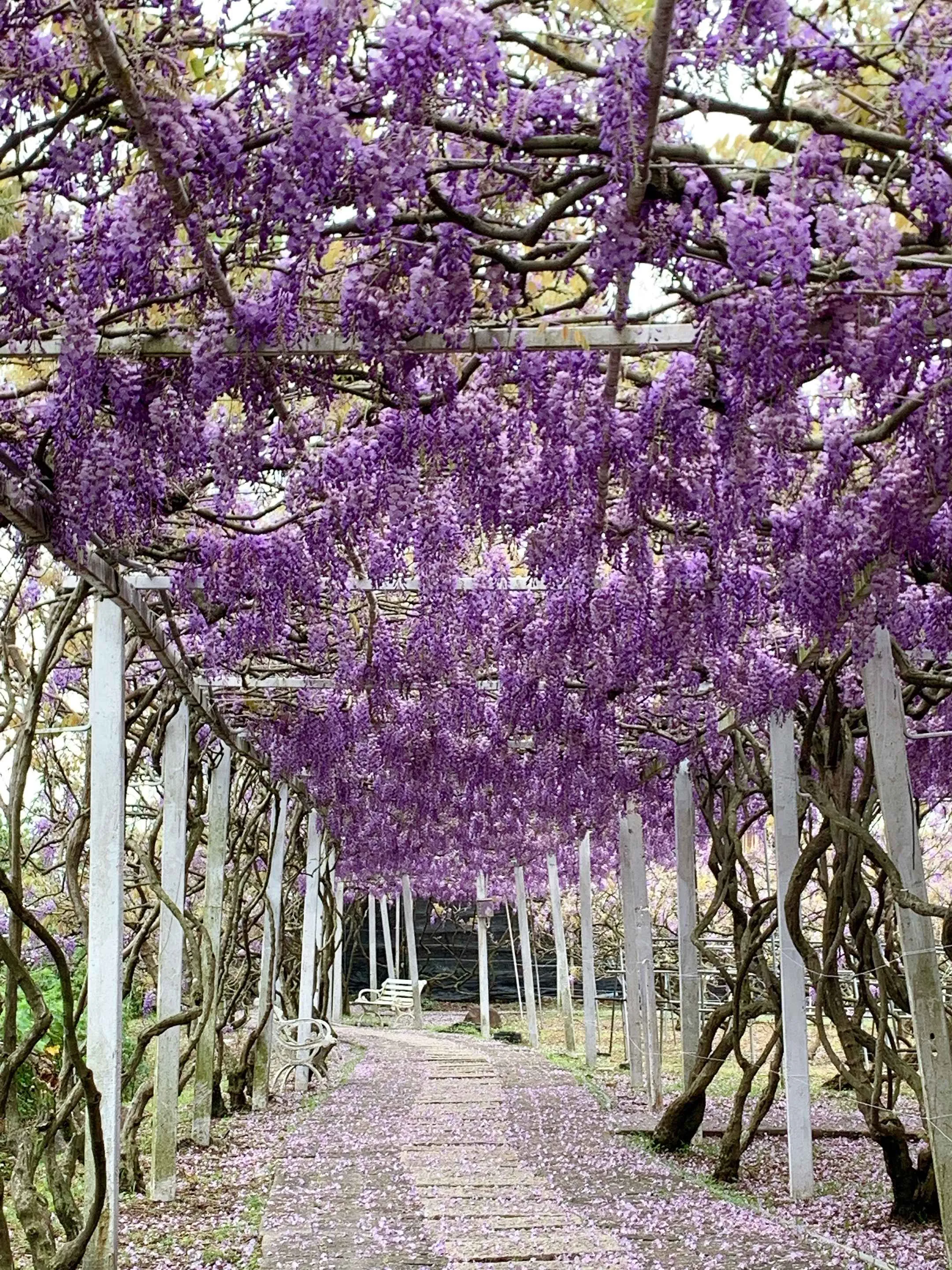 【賞花人士】花園每處皆是茂密的紫藤花叢